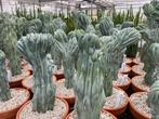 Cactus Myrtillocactus Geometrizans Cristaat in de 19cm pot, Ophalen of Verzenden, Minder dan 100 cm, Bloeiende kamerplant, Volle zon