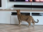 Bengaalse kat Benji., Kater, Gechipt