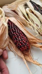 Siermais - Prachtige Herfstdecoratie!, Tuin en Terras, Ophalen of Verzenden, Volle zon, Zaad