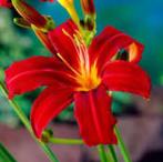 Hemerocallis crimson pirate (daglelie) warmrood vaste plant, Volle zon, Vaste plant, Zomer, Ophalen