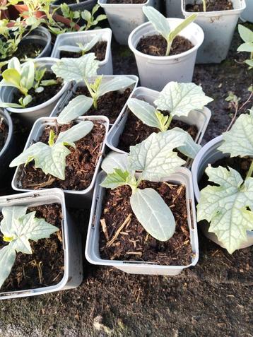 Surinaamse Ninwa planten 2,50 per plant.  beschikbaar voor biedingen