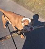 Old English  bulldog reu 3 jr 600€ stoere  bulldog, Dieren en Toebehoren, Honden | Bulldogs, Pinschers en Molossers, Nederland