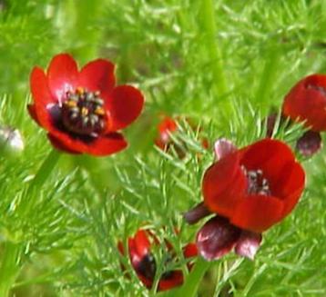 Koolvuurtje beschikbaar voor biedingen