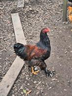 Prachtige grote Brahma hanen GRATIS!, Dieren en Toebehoren, Pluimvee, Mannelijk, Kip