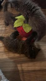 Prachtige Maine coon poesjes, Poes