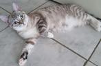 Kittens Britse Korthaar vader  & X Turkse Van moeder, Dieren en Toebehoren, Poes, Ontwormd, 0 tot 2 jaar