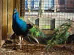Prachtige pauwen | Diverse kleuren | Persoonlijk advies!, Meerdere dieren, Overige soorten
