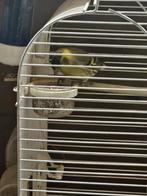 Gezocht Europese sijs popje, Dieren en Toebehoren, Vrouwelijk