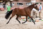 Newforest D pony merrie, Dieren en Toebehoren, Pony's, Merrie, B, Gechipt, 3 tot 6 jaar