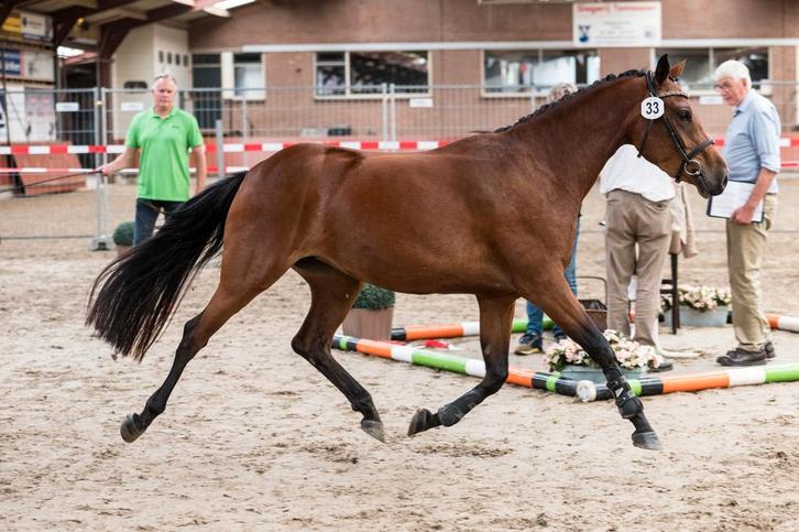 Newforest D pony merrie, Dieren en Toebehoren, Pony's, Merrie, B, D pony (1.37m tot 1.48m), 3 tot 6 jaar, Met stamboom, Gechipt