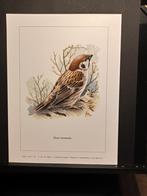 Ringmus - Buzin - prent kunst  afmeting  18 x 24 cm, 1980 tot heden, Ophalen of Verzenden, Zo goed als nieuw, Dier