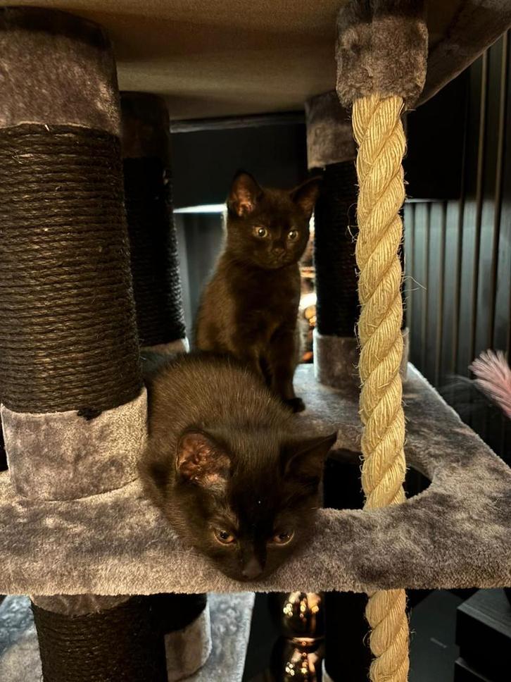 Twee kittens- kruising., Dieren en Toebehoren, Katten en Kittens | Overige Katten, Kortharig, Kater, 0 tot 2 jaar