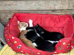 Kitten, Dieren en Toebehoren, Katten en Kittens | Raskatten | Korthaar, Poes, Ontwormd, 0 tot 2 jaar