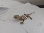 Hagedis.4 dierfiguur 11 cm geen Schleich, Verzamelen, Dierenverzamelingen, Verzenden, Gebruikt, Reptiel of Amfibie, Beeldje of Figuurtje