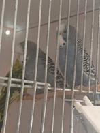 Koppel antraciet parkieten split bf/bw, Dieren en Toebehoren, Vogels | Parkieten en Papegaaien, Meerdere dieren, Parkiet, Geringd