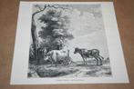 Antieke gravure - Koeien (naar Paulus Potter) - 1876 !!, Antiek en Kunst, Ophalen of Verzenden