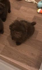 LIEVE BOOMER (shiranian) PUPS NOG 1 BESCHIKBAAR!, 8 tot 15 weken, Parvo, Meerdere, Nederland