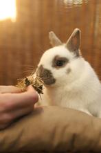 Dwergkonijnen | Hangoor | Ingeënt | deskundig advies, Dieren en Toebehoren, Meerdere dieren, Dwerg, Hangoor, 0 tot 2 jaar