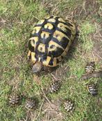 Prachtige, gezonde Griekse Landschildpadden. Nakweek 2025 !, Dieren en Toebehoren, Reptielen en Amfibieën, Schildpad, Tam, 0 tot 2 jaar