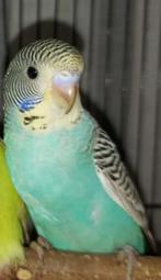 GEZOCHT: jonge grasparkiet, Dieren en Toebehoren, Vogels | Parkieten en Papegaaien, Geslacht onbekend, Parkiet, Tam