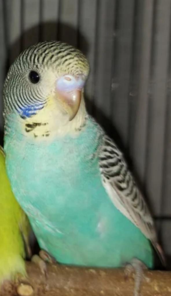 GEZOCHT: jonge grasparkiet, Dieren en Toebehoren, Vogels | Parkieten en Papegaaien, Parkiet, Geslacht onbekend, Tam