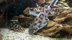 2x synodontis polli white., Vis