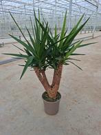 Yucca Elephantipes vertakt, Ophalen of Verzenden, Halfschaduw, Minder dan 100 cm