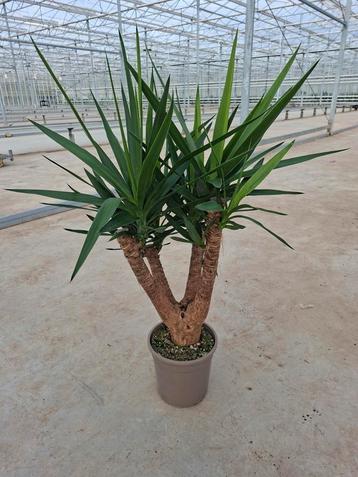 Yucca Elephantipes vertakt beschikbaar voor biedingen