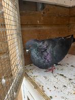 Doffer bastaard, Dieren en Toebehoren, Mannelijk, Kropper