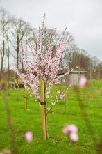 Amandel, perzik en nectarine bomen uit de vollegrond!, Tuin en Terras, Planten | Fruitbomen, Minder dan 100 cm, Lente, Overige soorten