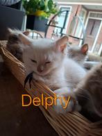 Ragdoll kittens stamboom/DNA/Echo Cinnamon & choc (fok), Meerdere dieren, Gechipt, 0 tot 2 jaar