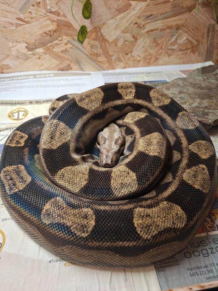 Boa man koop of ruil, Dieren en Toebehoren, Reptielen en Amfibieën, Slang, 3 tot 6 jaar