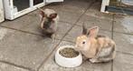 Broer en zus koppeltje duo 12 weken oud, Dieren en Toebehoren, Meerdere dieren, Dwerg