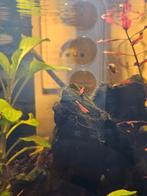 Hobby garnaaltjes, Dieren en Toebehoren, Vissen | Aquariumvissen, Kreeft, Krab of Garnaal