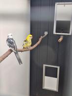 Pennant rosselas, Dieren en Toebehoren, Vogels | Parkieten en Papegaaien, Meerdere dieren, Parkiet, Geringd