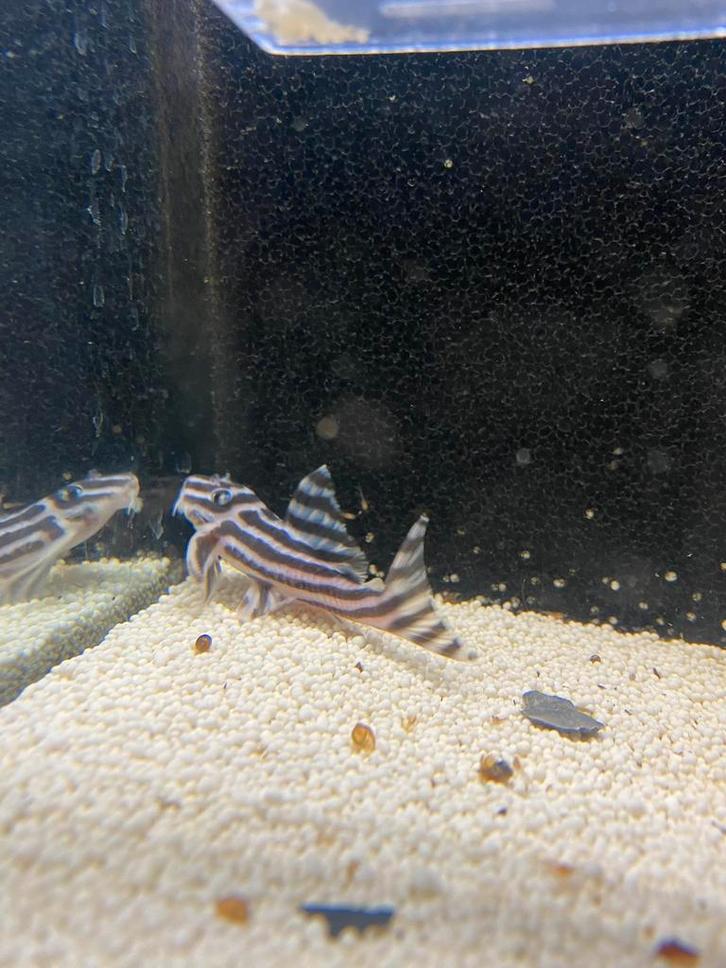 L046 l46 bewezen kweekgroep, Dieren en Toebehoren, Vissen | Aquariumvissen, Zoetwatervis, Vis