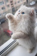 British Longhair Dekkater–Britse Kat | BLH ns 11 33  (unike!