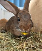 Lief konijnen koppeltje te koop!, Dieren en Toebehoren, Konijnen, Meerdere dieren, Hangoor
