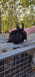 Prachtig lief dwergkonijntje ventje circa 6 maandjes jong!, Mannelijk, Dwerg, 0 tot 2 jaar