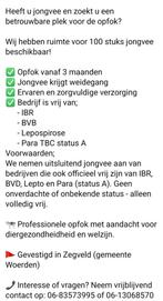 Ruimte beschikbaar voor jongvee-opfok, Dieren en Toebehoren
