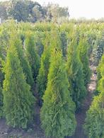 Thuja Smaragd 100/120 cm met kluit, Bloeit niet, Halfschaduw, 100 tot 250 cm, Overige soorten