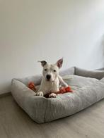 Staffordshire bull terrier, 6 jaar of ouder, Reu, American Staffordshire Terriër, Eén hond