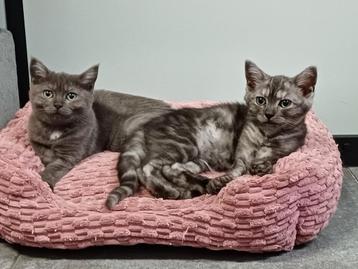 Super leuke kittens Brits Korthaar x Ragdoll beschikbaar. beschikbaar voor biedingen