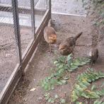 Goudfazanten haan, Dieren en Toebehoren, Pluimvee, Meerdere dieren, Eend