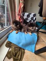 Pomeriaan pups, Particulier, Keeshond, 15 weken tot 1 jaar, Reu