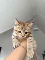 Britse korthaar kitten, Dieren en Toebehoren, Katten en Kittens | Raskatten | Korthaar, Kater, Met stamboom, 0 tot 2 jaar