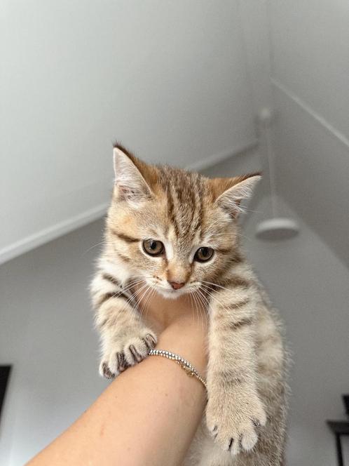 Britse korthaar kitten, Dieren en Toebehoren, Katten en Kittens | Raskatten | Korthaar, Kater, 0 tot 2 jaar, Met stamboom