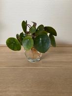 Stekje pannenkoekplant (Pilea peperomioides), Huis en Inrichting, Kamerplanten, Ophalen, Overige soorten, Halfschaduw, Minder dan 100 cm