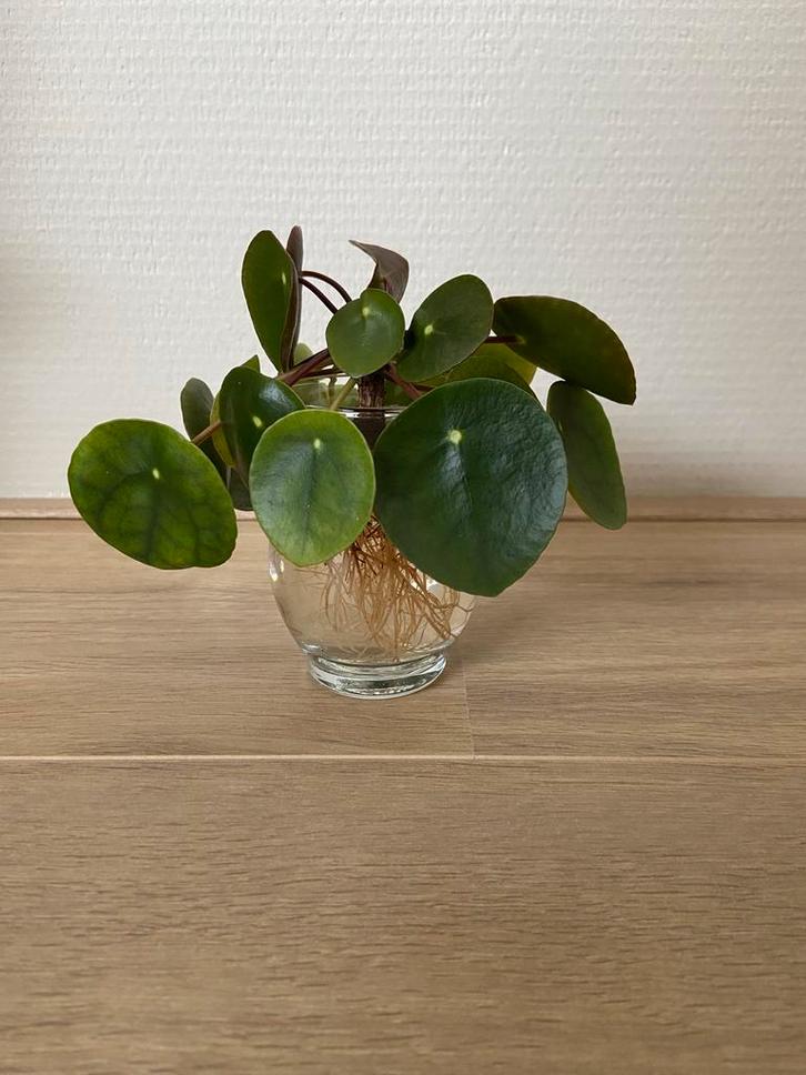 Stekje pannenkoekplant (Pilea peperomioides), Huis en Inrichting, Kamerplanten, Overige soorten, Minder dan 100 cm, Groene kamerplant