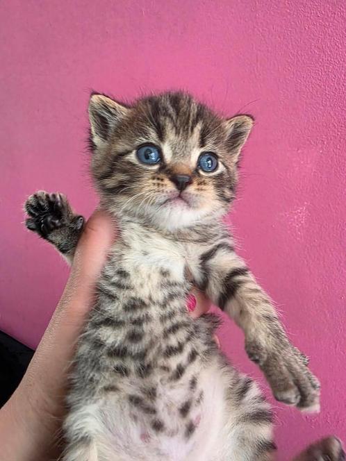 Laatste kitten over kruising britskort/cyper, Dieren en Toebehoren, Katten en Kittens | Overige Katten, Kortharig, Meerdere dieren